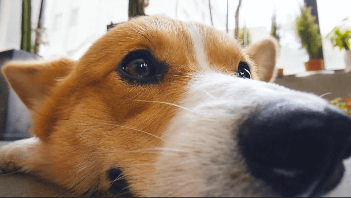 a close up of a dogs face description automatica - Venus Optics launches the Laowa 24mm T8 2X Macro Pro2be series of Cinema Lenses