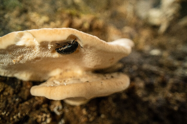 a close up of a mushroom description automaticall - Venus Optics launches the Laowa 24mm T8 2X Macro Pro2be series of Cinema Lenses