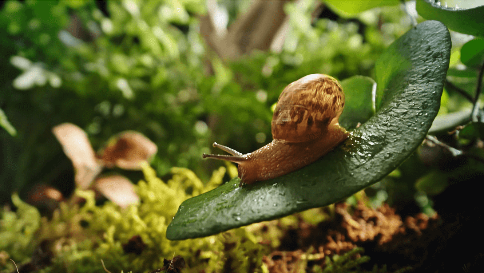 a snail on a leaf description automatically gener - Venus Optics launches the Laowa 24mm T8 2X Macro Pro2be series of Cinema Lenses