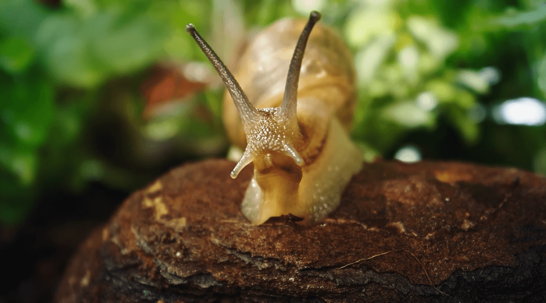 a snail on a rock description automatically gener - Venus Optics launches the Laowa 24mm T8 2X Macro Pro2be series of Cinema Lenses