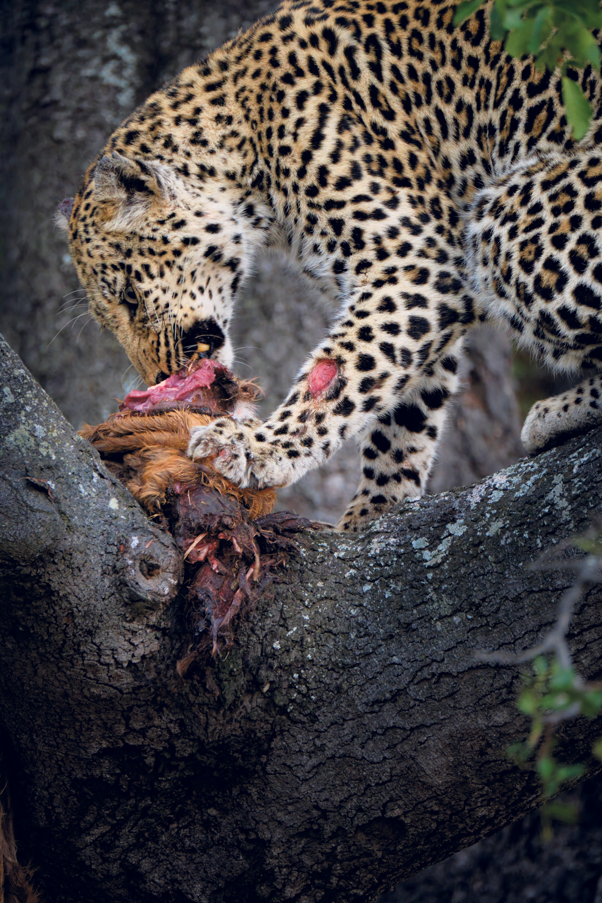 Алан-Хьюитт-Леопард поедает добычу