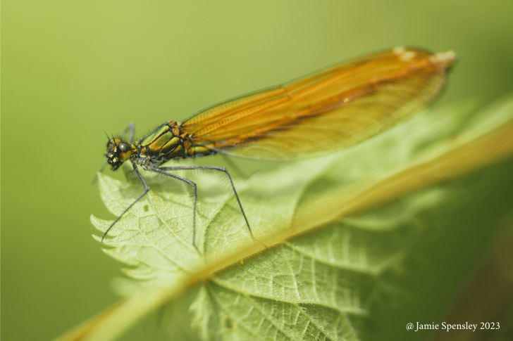 Jamie Spensley 2023 728x485 - Zhong Yi Optics officially announces the Mitakon 200mm F/4 APO Macro Lens